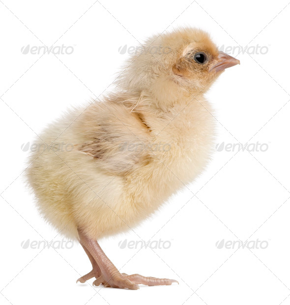 polish chicken baby