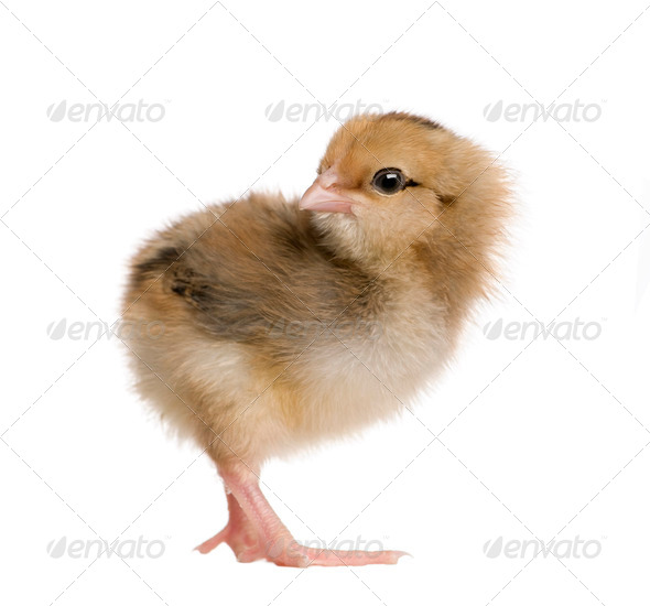 Araucana, also known as a South American Rumpless, 3 days old, standing in front of white background - Stock Photo - Images