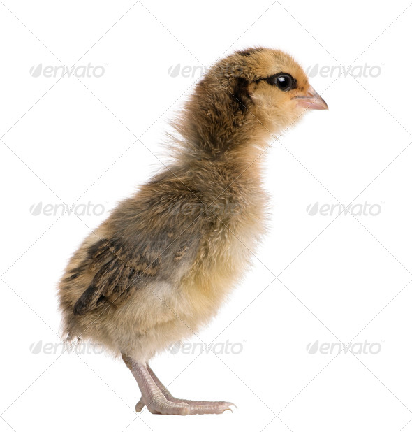 Araucana, also known as a South American Rumpless, 3 days old, standing in front of white background - Stock Photo - Images