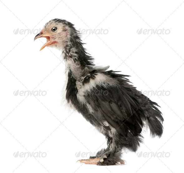 The Pekin is a breed of bantam chicken, 30 days old, in front of a white background, studio shot - Stock Photo - Images