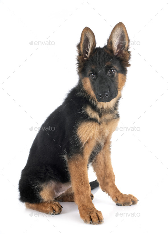 23+ Puppy German Shepherd Dog Images