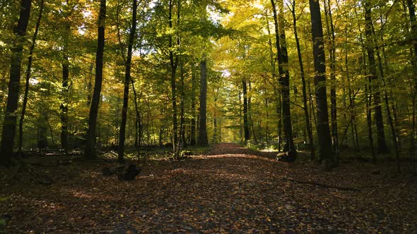 Beautiful Autumn Colors at a Forest Path