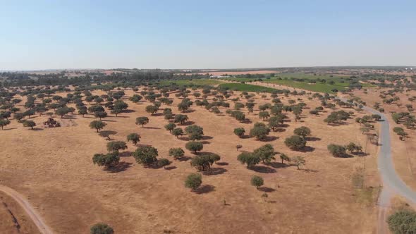 Aerial birds eye shot of lonely trees during heat and blue sky in Beja,Portugal.Global warming clima alt