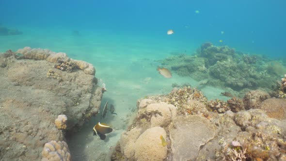 Coral Reef and Tropical Fish alt