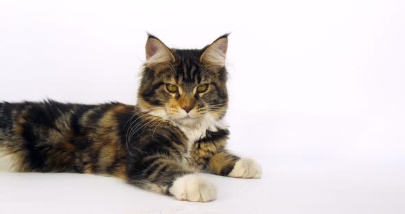 Brown Tortie Blotched Tabby and White Maine Coon Domestic Cat, Female laying , Normandy in France, alt