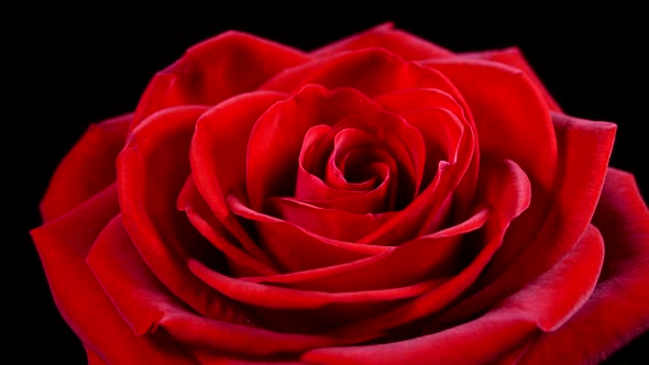 The Red Rose Is Blooming. Rose Bud Blooms Close Up. Flower of Love.