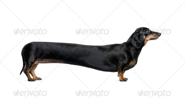 Long Dachshund, 6 years old, standing in front of white background, studio shot - Stock Photo - Images