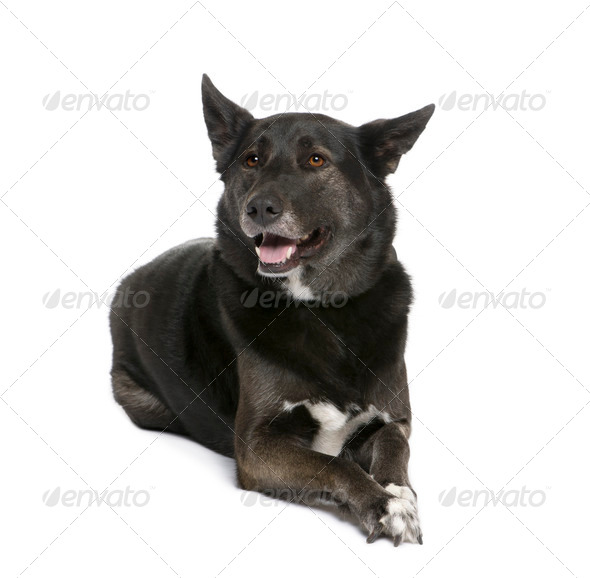 Mixed breed dog between a Husky and a Shepherd, 5 years old, sitting in front of white background - Stock Photo - Images