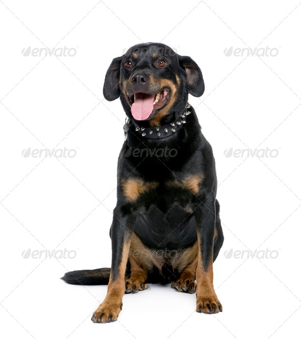 Rottweiler, 6 years old, sitting in front of white background, studio shot - Stock Photo - Images