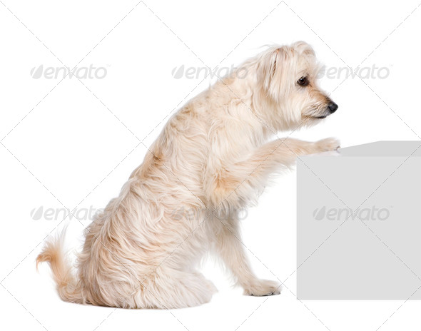 Pyrenean Shepherd, 2 years old, sitting near pedestal in front of white background, studio shot - Stock Photo - Images