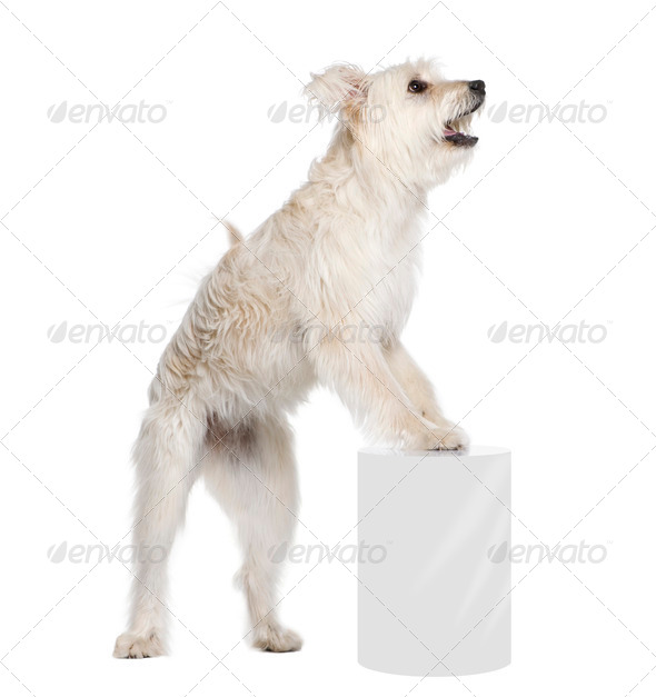 Pyrenean Shepherd, 2 years old, standing near pedestal in front of white background, studio shot - Stock Photo - Images