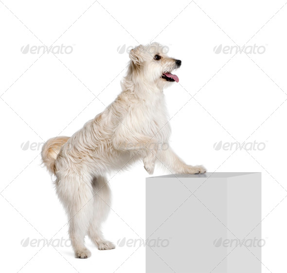 Pyrenean Shepherd, 2 years old, standing near pedestal in front of white background, studio shot - Stock Photo - Images