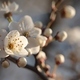 White flower - PhotoDune Item for Sale