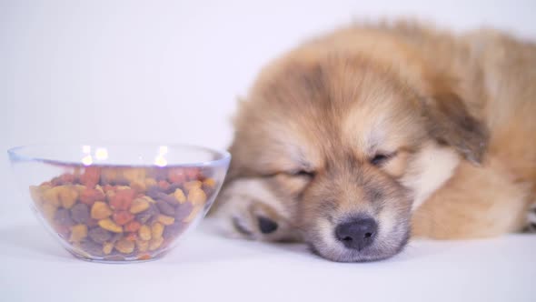 Puppy Dog Sleeping Beside Food Bowl On White Background alt