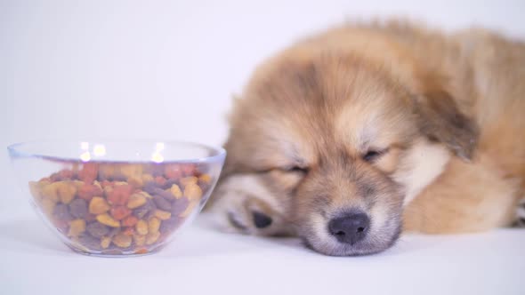 Puppy Dog Sleeping Beside Food Bowl On White Background