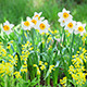Daffodil Narcissus On Flower Bed - VideoHive Item for Sale