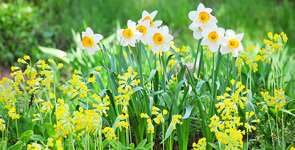 Daffodil Narcissus On Flower Bed
