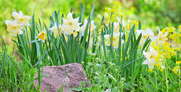 White Daffodil Narcissus On Flower Bed