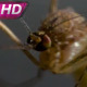 Mosquito Runs Away From The Frame - VideoHive Item for Sale