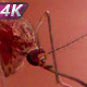 Mosquito As A Peddler Of Infection - VideoHive Item for Sale