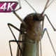 Mosquito Cleans Paws - VideoHive Item for Sale