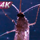 Active Mosquito In The Backlight - VideoHive Item for Sale