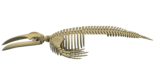 Blue Whale Skeleton - 3Docean 24567352