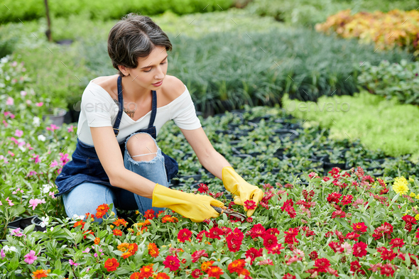 Garden worker prunning flowers - Stock Photo - Images