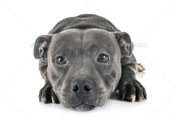 staffordshire bull terrier - Stock Photo - Images