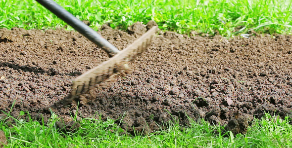 Cultivating Flower Bed With A Rake