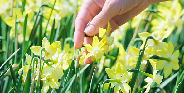 Narcissus Flowers Caressed By Woman Hand