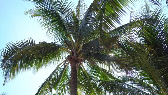 Beautiful coconut palm tree on blue sky background