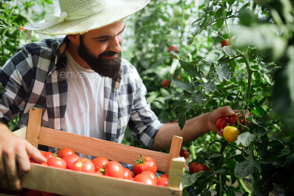 Caucasian farmer picking fresh tomatoes from his hothouse - Stock Photo - Images