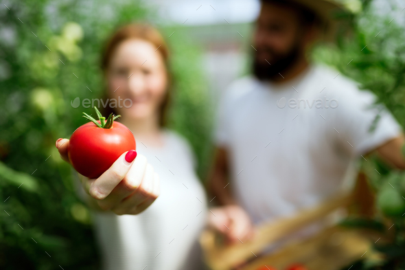 Ripe natural tomatoes growing in a greenhouse - Stock Photo - Images