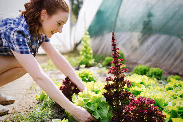 Attractive happy female farmer working in greenhouse - Stock Photo - Images