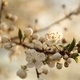 Spring flowers blooming on a tree - PhotoDune Item for Sale