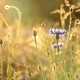 Cornflower in the field at sunset - PhotoDune Item for Sale