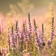 Loosestrife on a meadow at sunrise - PhotoDune Item for Sale