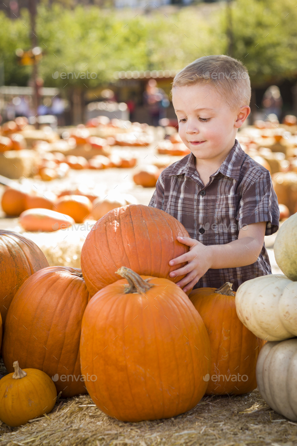 Adorable Little Boy Gathering His Pumpkins at a Pumpkin Patch on a Fall Day. - Stock Photo - Images