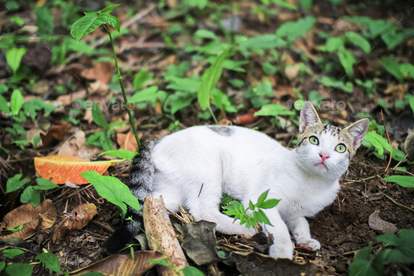 White Cat Laying on the Jungle Floor Stock Photo by kjwells86 | PhotoDune