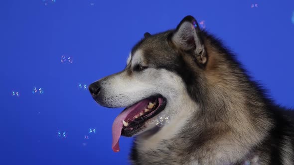 Alaskan Malamute Lies in the Studio on a Blue Background alt