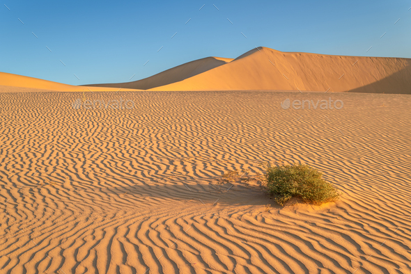 sand dune desert