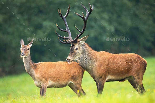 Red deer stag and hind standing close together on a meadow in rutting  season Stock Photo by WildMediaSK