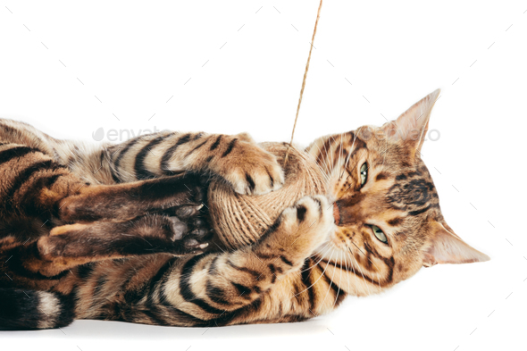 Bengal cat playing with cotton yarn. Isolated