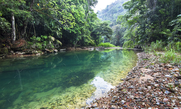 Bladen River and Dense Jungle in Belize - Stock Photo - Images