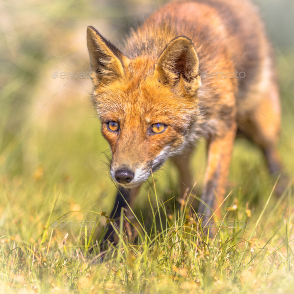 Slyde the Fox, Slyde the Fox for New England Revolution Soc…