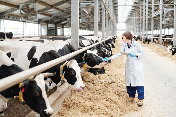 Young female carer of large farmhouse touching one of dairy cows during work