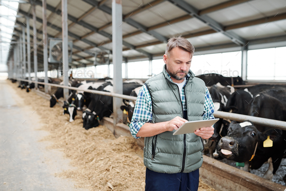 Mature male worker of contemporary animal farm using digital tablet