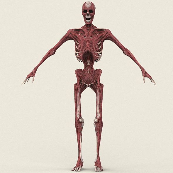 Dead Man Skeleton - 3Docean 24639167