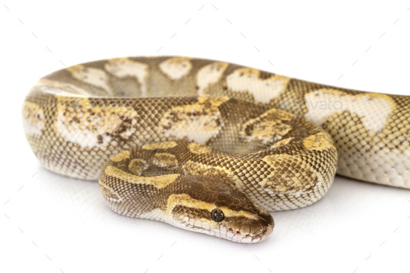 Ball python in studio - Stock Photo - Images
